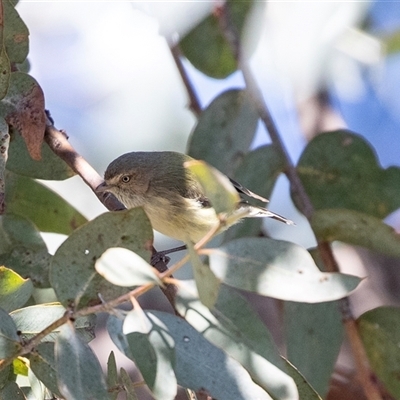 Smicrornis brevirostris (Weebill) at Higgins, ACT - 18 Aug 2025 by AlisonMilton