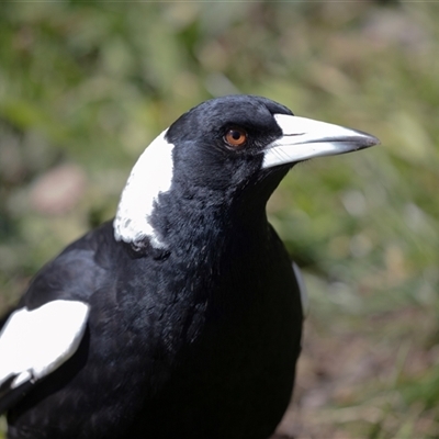 Gymnorhina tibicen (Australian Magpie) at Hawker, ACT - 18 Aug 2025 by AlisonMilton
