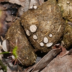 Poronia erici/punctata at Gherang, VIC - 4 Sep 2025 by WendyEM