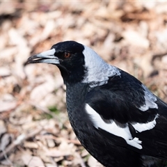 Gymnorhina tibicen (Australian Magpie) at Hawker, ACT - 18 Aug 2025 by AlisonMilton