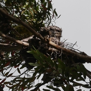 Podargus strigoides (Tawny Frogmouth) at Freshwater Creek, VIC - 4 Sep 2025 by WendyEM
