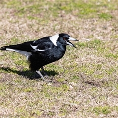 Gymnorhina tibicen (Australian Magpie) at Hawker, ACT - 18 Aug 2025 by AlisonMilton