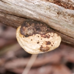 Truncospora ochroleuca at Gherang, VIC - 4 Sep 2025 by WendyEM