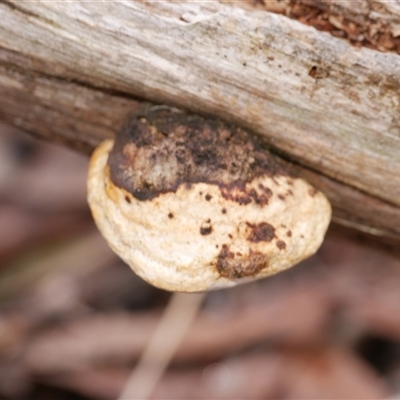 Truncospora ochroleuca at Gherang, VIC - 4 Sep 2025 by WendyEM