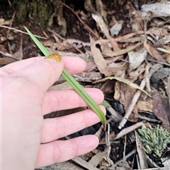 Thelymitra (genus) (sun orchids) at Jingera, NSW - 4 Sep 2025 by Csteele4