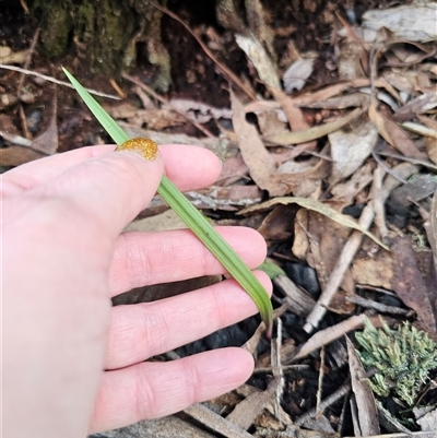 Thelymitra (genus) (sun orchids) at Jingera, NSW - 4 Sep 2025 by Csteele4