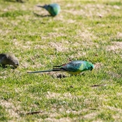 Psephotus haematonotus (Red-rumped Parrot) at Hawker, ACT - 18 Aug 2025 by AlisonMilton