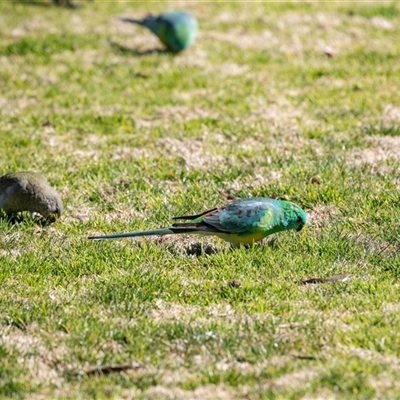 Psephotus haematonotus (Red-rumped Parrot) at Hawker, ACT - 18 Aug 2025 by AlisonMilton