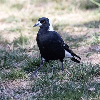 Gymnorhina tibicen (Australian Magpie) at Evatt, ACT - 18 Aug 2025 by AlisonMilton
