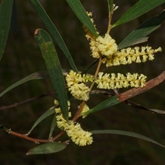 Acacia longifolia subsp. sophorae at Gherang, VIC - 4 Sep 2025 by WendyEM