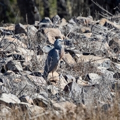 Egretta novaehollandiae (White-faced Heron) at Evatt, ACT - 18 Aug 2025 by AlisonMilton