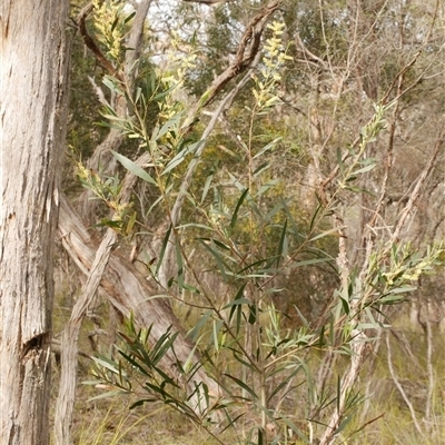 Acacia longifolia subsp. sophorae at Gherang, VIC - 4 Sep 2025 by WendyEM
