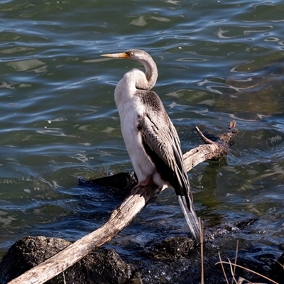 Anhinga novaehollandiae (Australasian Darter) at Belconnen, ACT - 18 Aug 2025 by AlisonMilton