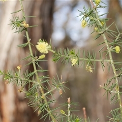 Acacia verticillata subsp. verticillata at Gherang, VIC - 4 Sep 2025 by WendyEM