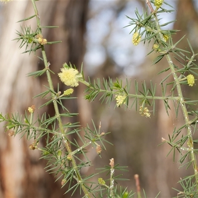Acacia verticillata subsp. verticillata at Gherang, VIC - 4 Sep 2025 by WendyEM