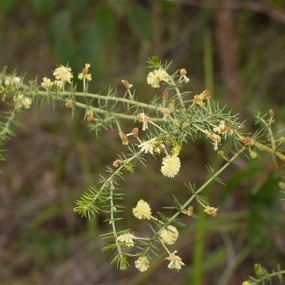 Acacia verticillata subsp. verticillata at Gherang, VIC - 4 Sep 2025 by WendyEM