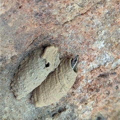 Cryptoblepharus pulcher (Fence Skink) at Yarrawarrah, NSW - 26 Aug 2025 by BackyardHabitatProject