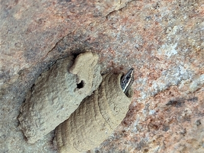 Cryptoblepharus pulcher (Fence Skink) at Yarrawarrah, NSW - 26 Aug 2025 by BackyardHabitatProject