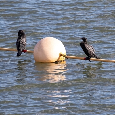 Phalacrocorax sulcirostris (Little Black Cormorant) at Belconnen, ACT - 18 Aug 2025 by AlisonMilton