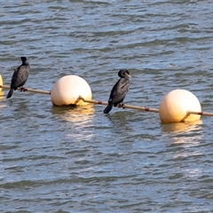 Phalacrocorax carbo (Great Cormorant) at Belconnen, ACT - 18 Aug 2025 by AlisonMilton