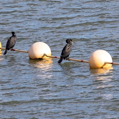 Phalacrocorax carbo (Great Cormorant) at Belconnen, ACT - 18 Aug 2025 by AlisonMilton