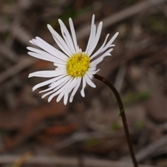 Unverified Daisy at Gherang, VIC - 4 Sep 2025 by WendyEM