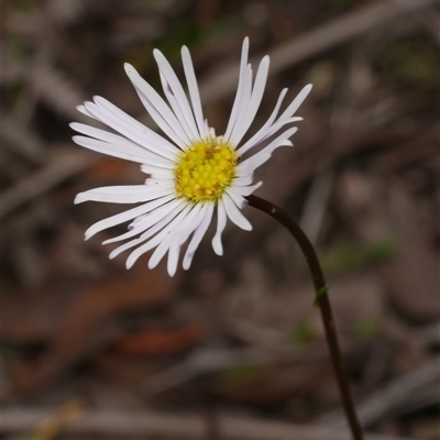 Unverified Daisy at Gherang, VIC - 4 Sep 2025 by WendyEM
