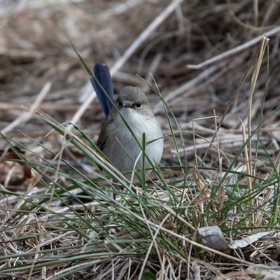 Malurus cyaneus (Superb Fairywren) at Belconnen, ACT - 18 Aug 2025 by AlisonMilton