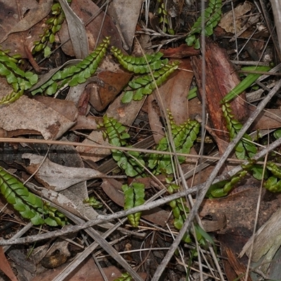 Asplenium flabellifolium at Gherang, VIC - 4 Sep 2025 by WendyEM