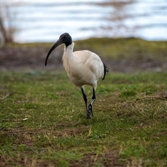 Threskiornis molucca (Australian White Ibis) at Belconnen, ACT - 18 Aug 2025 by AlisonMilton