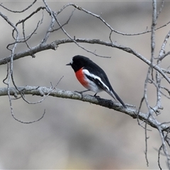 Petroica boodang (Scarlet Robin) at Belconnen, ACT - 18 Aug 2025 by AlisonMilton
