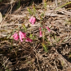 Epacris impressa at Gherang, VIC - 4 Sep 2025 by WendyEM