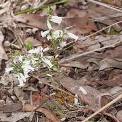 Epacris impressa at Gherang, VIC - 4 Sep 2025 by WendyEM