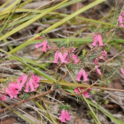 Epacris impressa at Gherang, VIC - 4 Sep 2025 by WendyEM