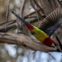 Platycercus eximius (Eastern Rosella) at Belconnen, ACT - 18 Aug 2025 by AlisonMilton