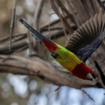 Platycercus eximius (Eastern Rosella) at Belconnen, ACT - 18 Aug 2025 by AlisonMilton