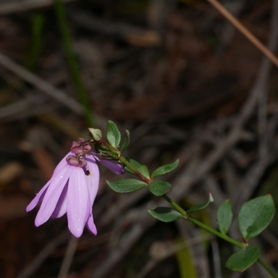 Tetratheca ciliata at Gherang, VIC - 4 Sep 2025 by WendyEM