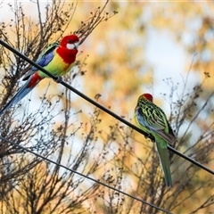 Platycercus eximius (Eastern Rosella) at Higgins, ACT - 18 Aug 2025 by AlisonMilton