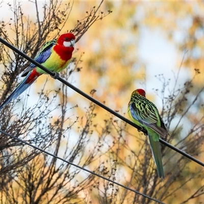 Platycercus eximius (Eastern Rosella) at Higgins, ACT - 18 Aug 2025 by AlisonMilton