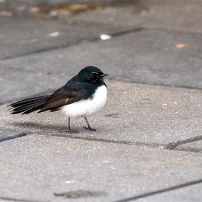 Rhipidura leucophrys (Willie Wagtail) at Belconnen, ACT - 18 Aug 2025 by AlisonMilton