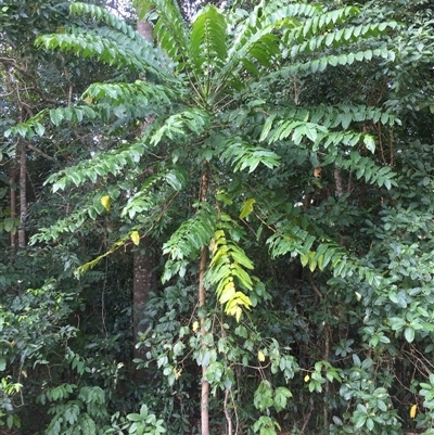 Polyscias nodosa at Smithfield, QLD - 4 Sep 2025 by JasonPStewart
