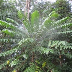 Polyscias nodosa at Smithfield, QLD - 4 Sep 2025 04:41 PM