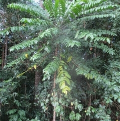 Polyscias nodosa at Smithfield, QLD - 4 Sep 2025 04:41 PM