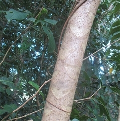 Polyscias nodosa at Smithfield, QLD - 4 Sep 2025 04:41 PM