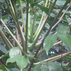 Polyscias nodosa at Smithfield, QLD - 4 Sep 2025 04:41 PM