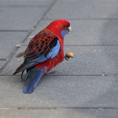 Platycercus elegans (Crimson Rosella) at Belconnen, ACT - 18 Aug 2025 by AlisonMilton