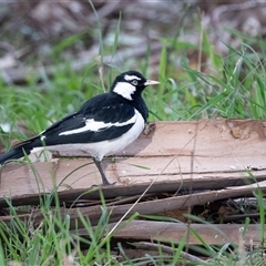 Grallina cyanoleuca (Magpie-lark) at Belconnen, ACT - 18 Aug 2025 by AlisonMilton