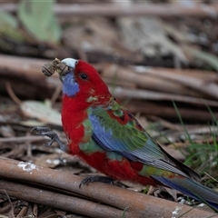 Platycercus elegans (Crimson Rosella) at Belconnen, ACT - 18 Aug 2025 by AlisonMilton