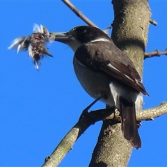 Cracticus torquatus (Grey Butcherbird) at Araluen, NSW - 4 Sep 2025 by RobParnell