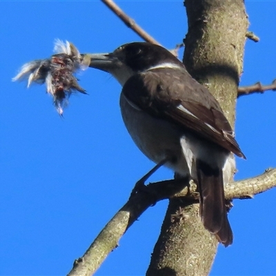 Cracticus torquatus (Grey Butcherbird) at Araluen, NSW - 4 Sep 2025 by RobParnell